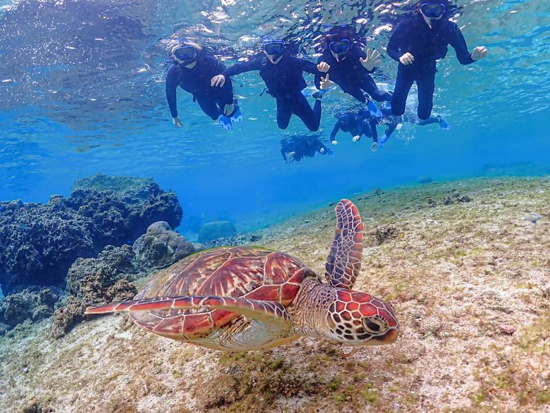 Miyako Island Sea Turtle Snorkeling Half-Day Experience (Okinawa) - The price makes sense if you want a guide and photos included