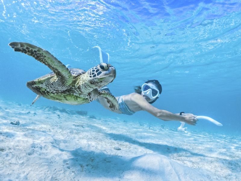 Miyako Island Sea Turtle Snorkeling Half-Day Experience (Okinawa) - Who should book this Miyakojima snorkel?