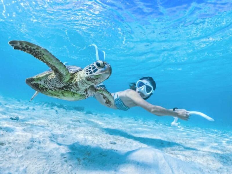 Miyako island: Sea Turtle Snorkeling Tour - Why This Tour Works Well for Travelers