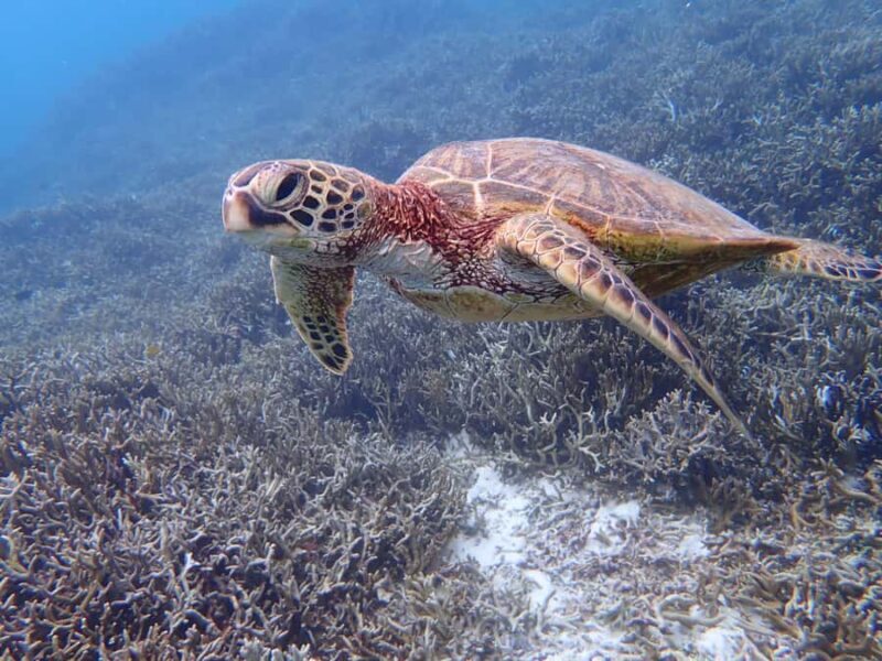 Miyako island: Sea Turtle Snorkeling Tour - Deep Dive into the Details