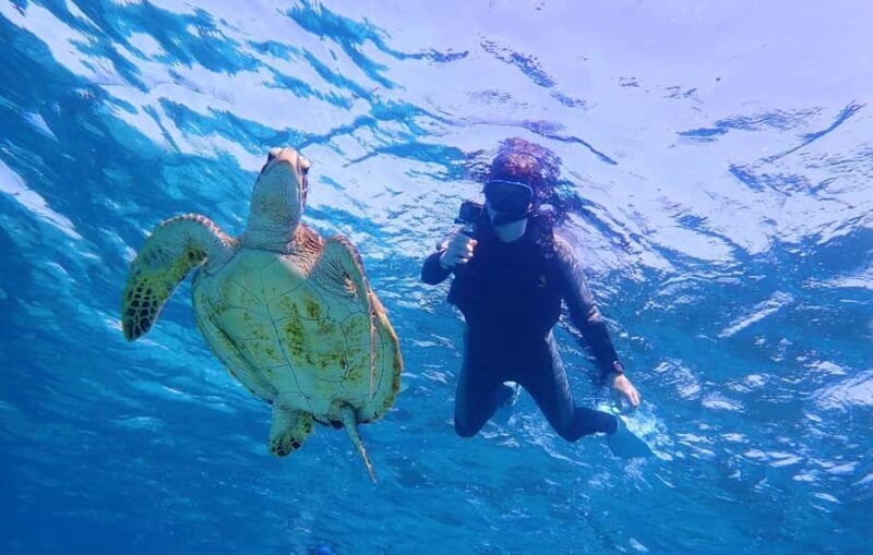 Miyako island: Sea Turtle Snorkeling Tour - The Marine Environment & Conservation Notes