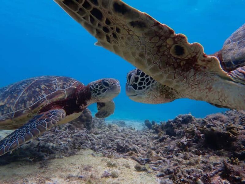 Miyako island: Sea Turtle Snorkeling Tour - Authentic Voices from Participants