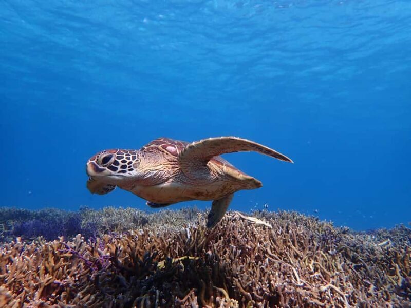 Miyako island: Sea Turtle Snorkeling Tour - FAQs