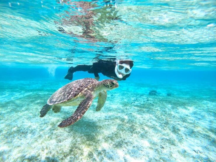Miyako Island: Sea Turtle Snorkeling Tour - Good To Know