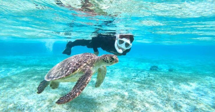 Miyako Island: Sea Turtle Snorkeling Tour - Tour Highlights and Experience