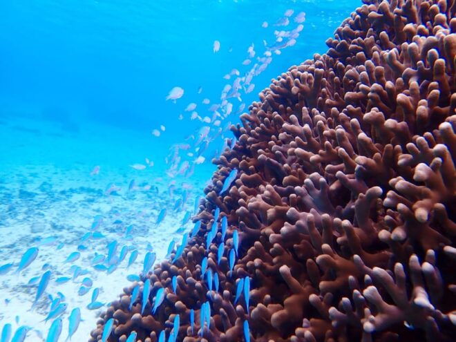 Miyako Island: Sea Turtle Snorkeling Tour - Tour Inclusions