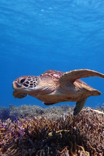 Miyako Island: Sea Turtle Snorkeling Tour - Customer Reviews