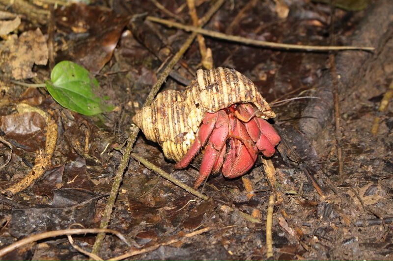 Miyako Island: Stargazing & Tropical Jungle Night Tour - Is the price good value?