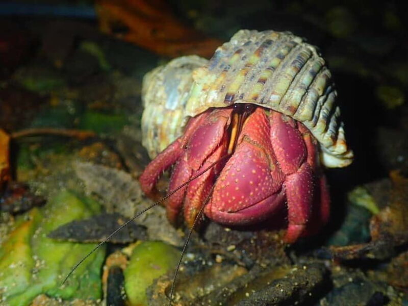 Miyako Island: Stars & Jungle Night Walking Tour - What to Expect During the Tour