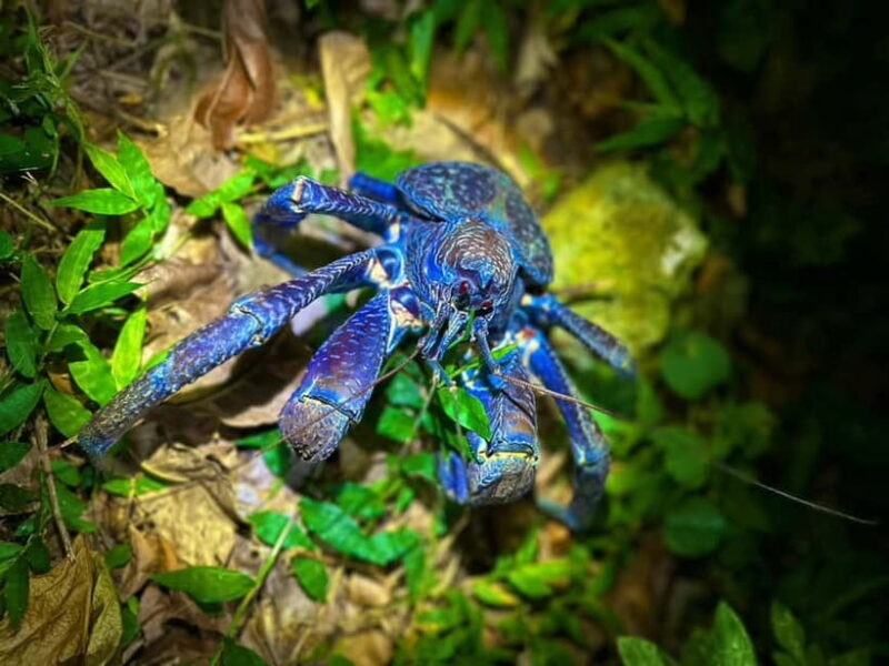 Miyako Island: Stars & Jungle Night Walking Tour - An Authentic Nighttime Adventure in Miyakojima