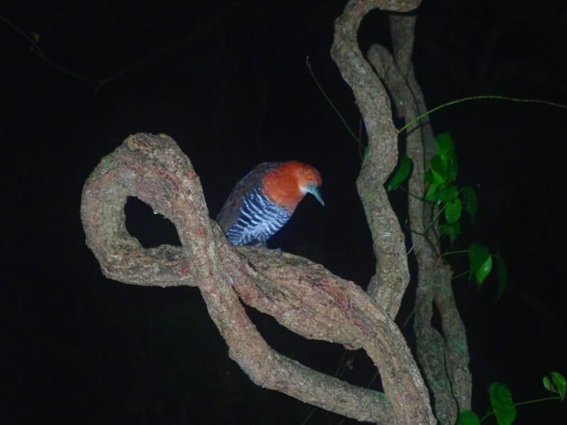 Miyako Island: Stars & Jungle Night Walking Tour - Who Should Consider This Tour?