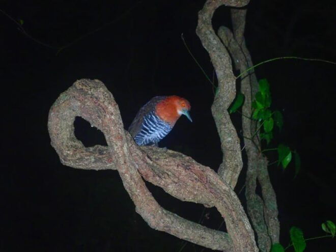 Miyako Island: Stars & Jungle Night Walking Tour - Important Information and What to Bring