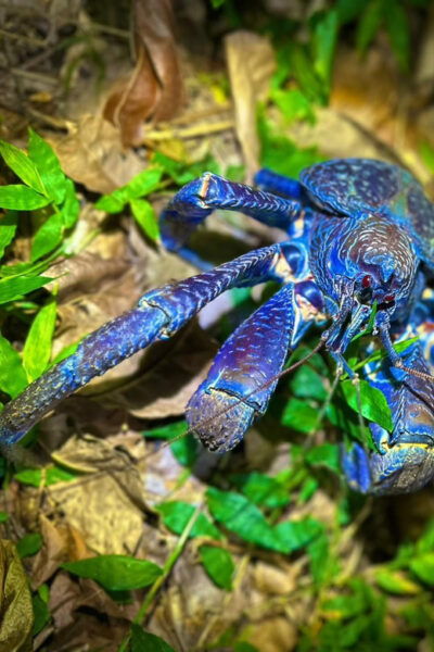 Miyako Island: Stars & Jungle Night Walking Tour - Search for Nocturnal Creatures