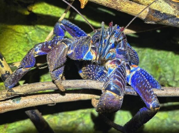 Miyako Island: Stars & Jungle Night Walking Tour - Frequently Asked Questions