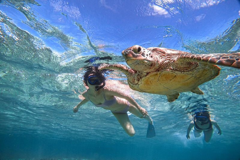Miyako Island: Swim with Sea Turtles! Snorkeling + Photos - A close look at Miyakojima’s sea turtles