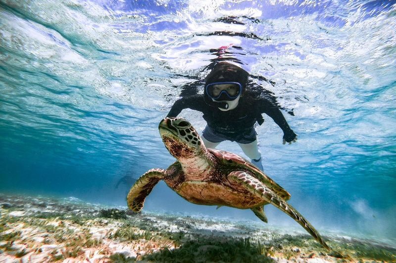 Miyako Island: Swim with Sea Turtles! Snorkeling + Photos - Crowd levels and the responsible-wildlife question