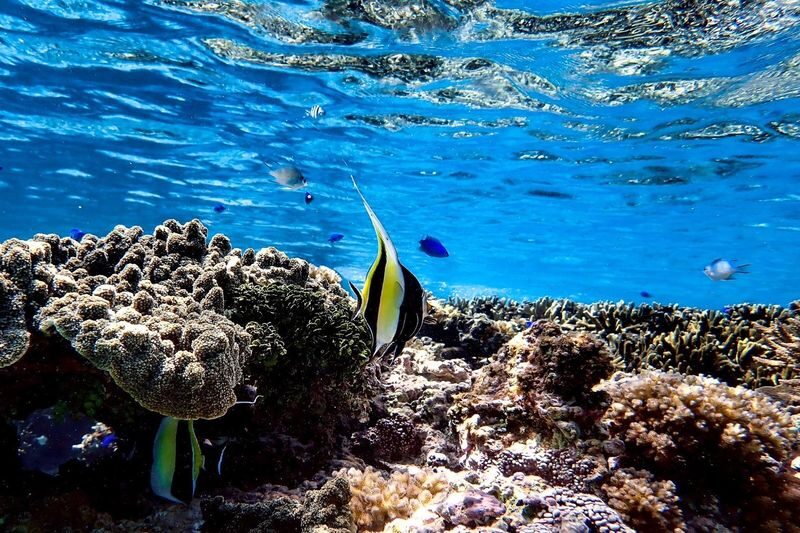 Miyako Island: Swim with Sea Turtles! Snorkeling + Photos - Should you book it?