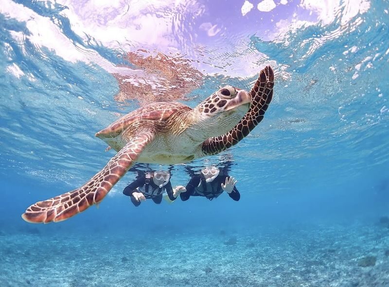 Miyakojima "100% Encounter Rate Continues" [Private Sea Turtle Snorkeling] | Beginners OK, Free Photo Data, Same-Day Booking Available, Pick-up/Drop-off Consultation Available - Turtle sightings, with a sensible caveat