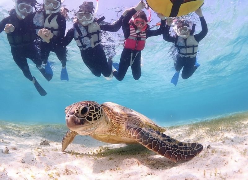 Miyakojima "100% Encounter Rate Continues" [Private Sea Turtle Snorkeling] | Beginners OK, Free Photo Data, Same-Day Booking Available, Pick-up/Drop-off Consultation Available - The price makes more sense for a private group