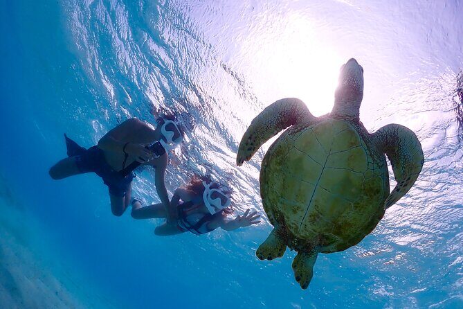 Miyakojima CharteredWith drone photographyClear SUP & Sea Turtle Snorkel TourNo additional chargeFull refund guaranteeFree rental and photography - Good To Know