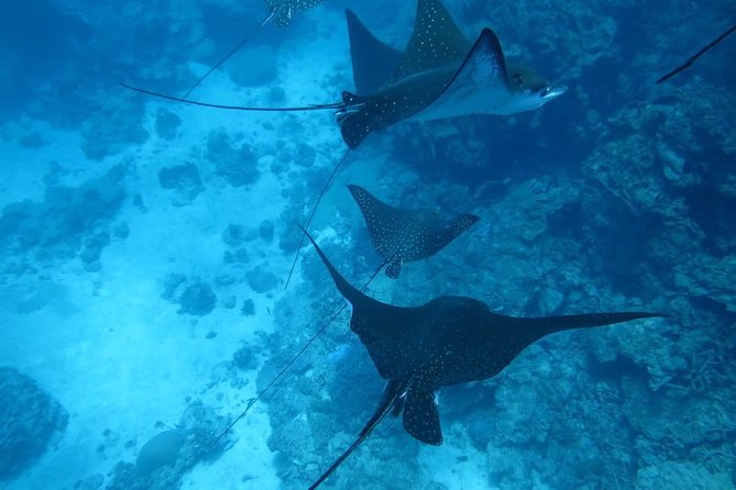 [Miyakojima, Diving Experience] Completely Charter Than 2 People Sea Turtle and Shark Sometimes Mada - Dive With Sea Turtles