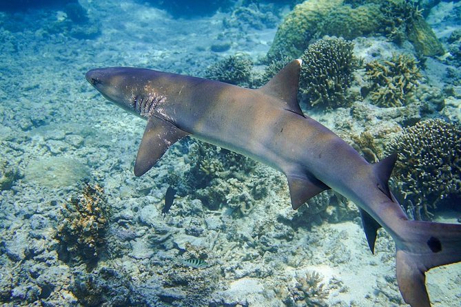 [Miyakojima, Diving Experience] Completely Charter Than 2 People Sea Turtle and Shark Sometimes Mada - Experience the Beauty of Miyakojima