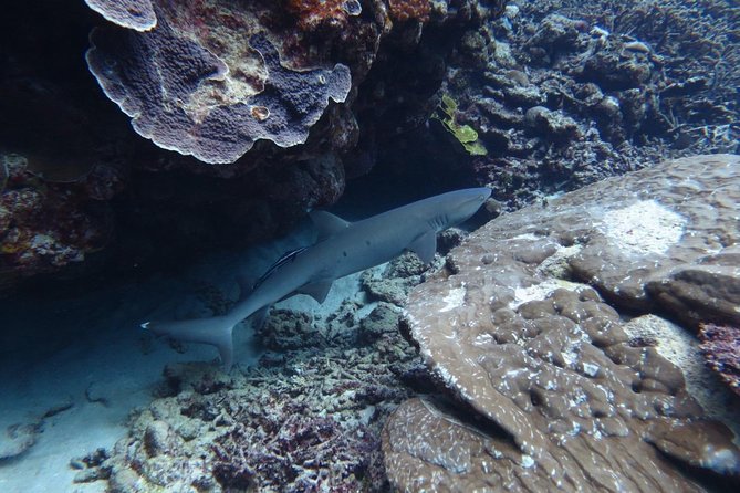 [Miyakojima, Diving Experience] Completely Charter Than 2 People Sea Turtle and Shark Sometimes Mada - Enjoy a Unique Diving Adventure