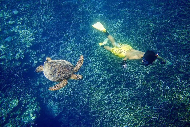 [Miyakojima, Diving Experience] Completely Charter Than 2 People Sea Turtle and Shark Sometimes Mada - Common Questions