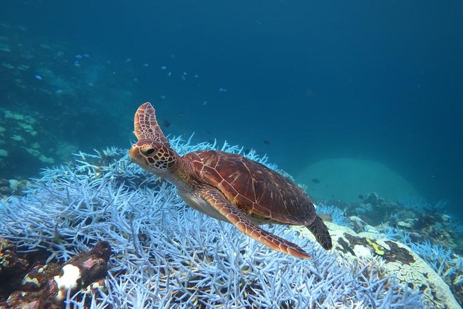 [Miyakojima, Diving Experience] Completely Charter Than 2 People Sea Turtle and Shark Sometimes Mada - The Sum Up