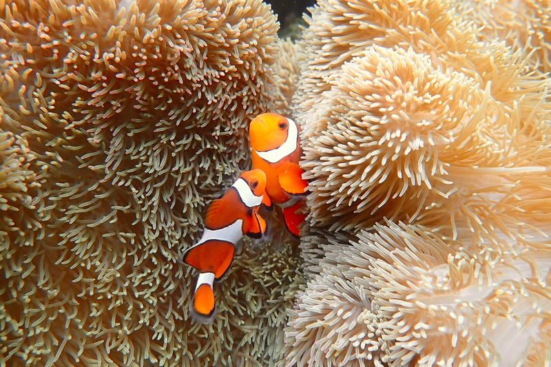 Miyakojima: Private Sea Turtle & Nemo Snorkeling w/Drone - Is $78.85 good value?