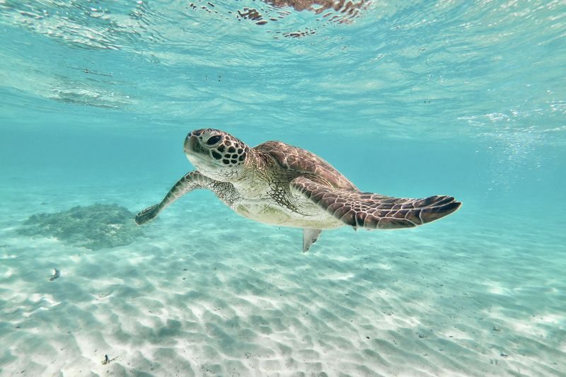 Miyakojima: Private Sea Turtle & Nemo Snorkeling w/Drone - Timing, transport, and a few useful checks
