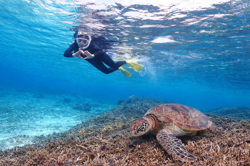 Miyakojima: Small-Group Sea Turtle & Nimo Snorkeling (English tour) - What to know before you book