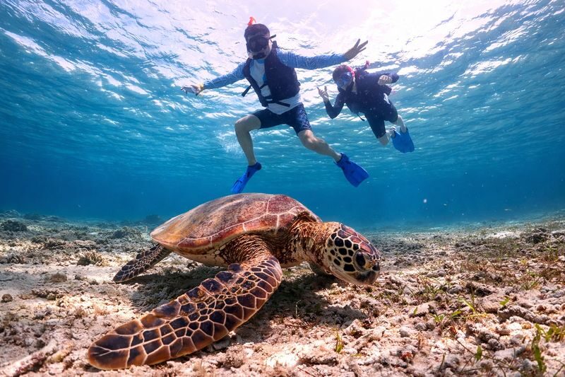 Miyakojima: Small-Group Sea Turtle & Nimo Snorkeling (English tour) - What happens during the 90-minute session