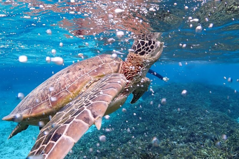 Miyakojima: Small-Group Sea Turtle & Nimo Snorkeling (English tour) - What the price includes, and what it doesn’t