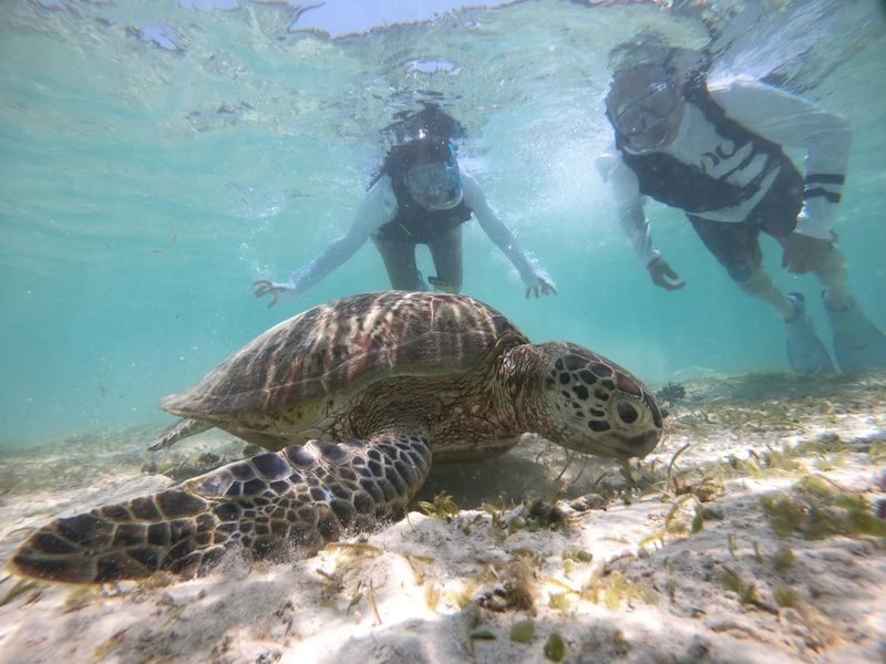 Miyakojima: Small-Group Sea Turtle & Nimo Snorkeling (English tour) - Who should book this snorkeling trip