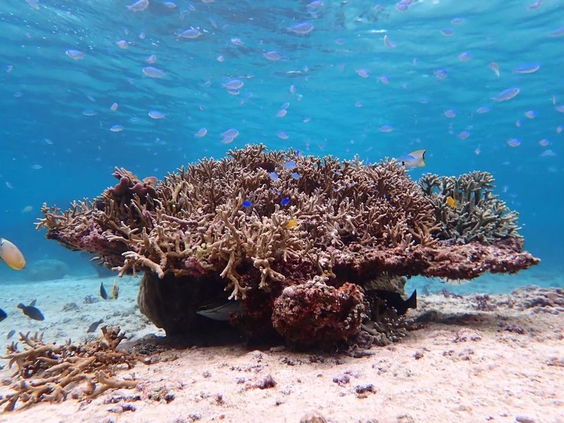 Miyakojima: Small-Group Sea Turtle & Nimo Snorkeling (English tour) - What to bring and how to prepare