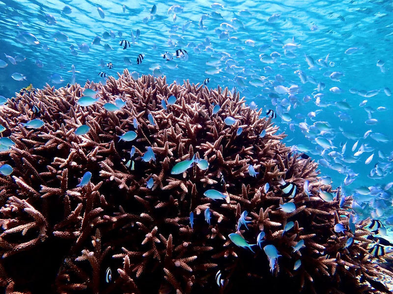 Miyakojima: Small-Group Sea Turtle & Nimo Snorkeling (English tour) - Should you book it?