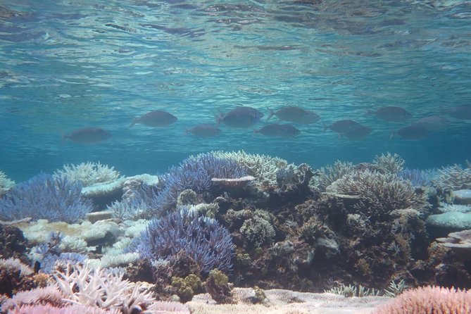 [Miyakojima Snorkel] Private Tour From 2 People Enjoy From 3 Years Old! Enjoy Nemo, Coral and Miyako - Tour Highlights