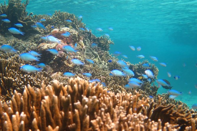 [Miyakojima Snorkel] Private Tour From 2 People Enjoy From 3 Years Old! Enjoy Nemo, Coral and Miyako - Safety Measures