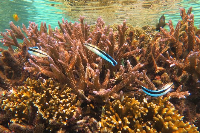 [Miyakojima Snorkel] Private Tour From 2 People Enjoy From 3 Years Old! Enjoy Nemo, Coral and Miyako - Tour Duration