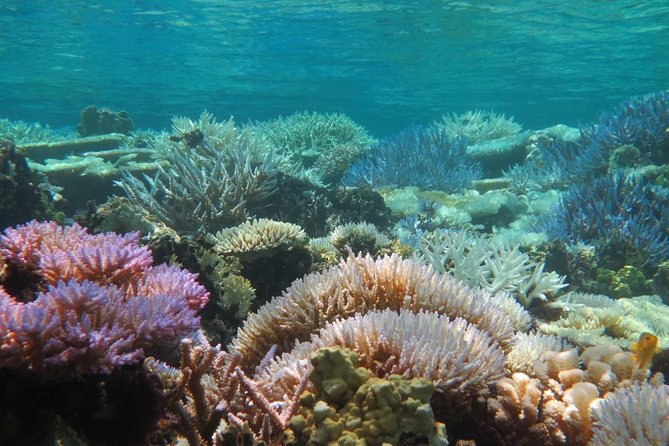 [Miyakojima Snorkel] Private Tour From 2 People Enjoy From 3 Years Old! Enjoy Nemo, Coral and Miyako - Booking and Cancellation Policy