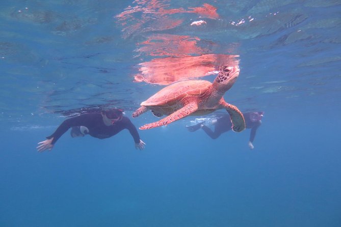 [Miyakojima Snorkel] Private Tour From 2 People Go to Meet Cute Sea Turtle - Tour Confirmation and Availability