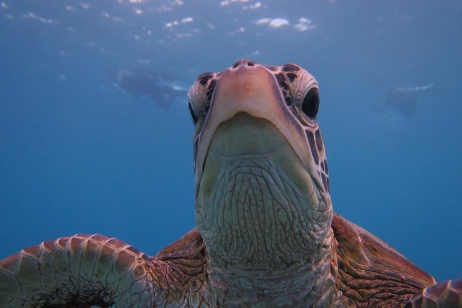 [Miyakojima Snorkel] Private Tour From 2 People Go to Meet Cute Sea Turtle - Additional Information for Participants