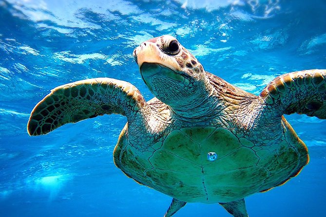 [Miyakojima Snorkel] Private Tour From 2 People Go to Meet Cute Sea Turtle - Questions and Support