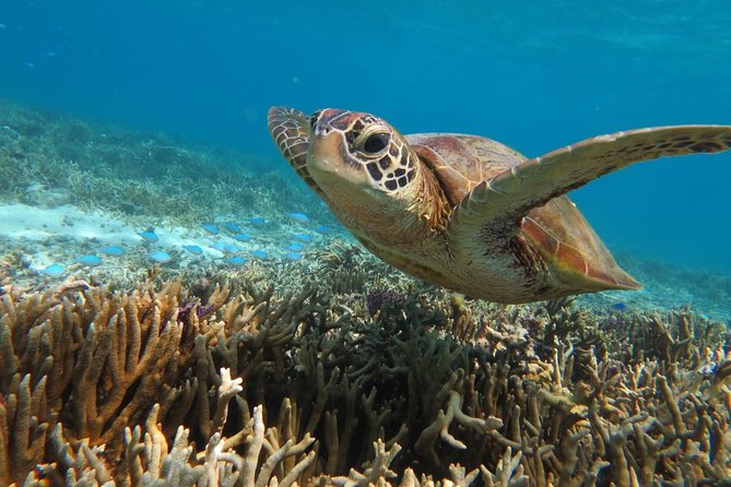 [Miyakojima Snorkel] Private Tour From 2 People Go to Meet Cute Sea Turtle - Common Questions