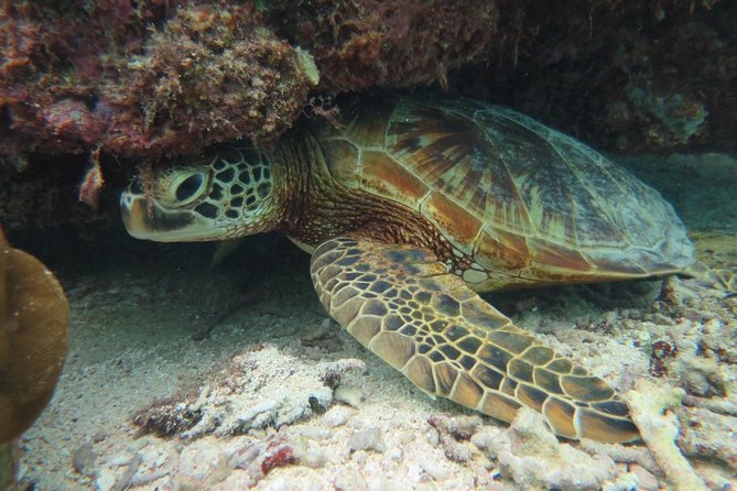 [Miyakojima Snorkel] Private Tour From 2 People Lets Look for Sea Turtles! Snorkel Tour That Can Be - Tour Highlights