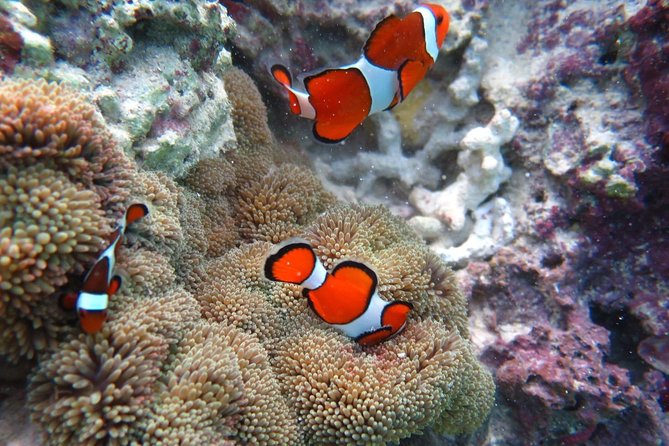 [Miyakojima Snorkel] Private Tour From 2 People Lets Look for Sea Turtles! Snorkel Tour That Can Be - Private Tour Experience