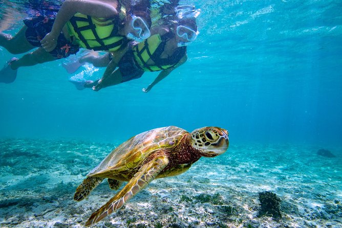 Miyakojima / Snorkel Tour to Swim With Sea Turtles - Meeting Point and End Point