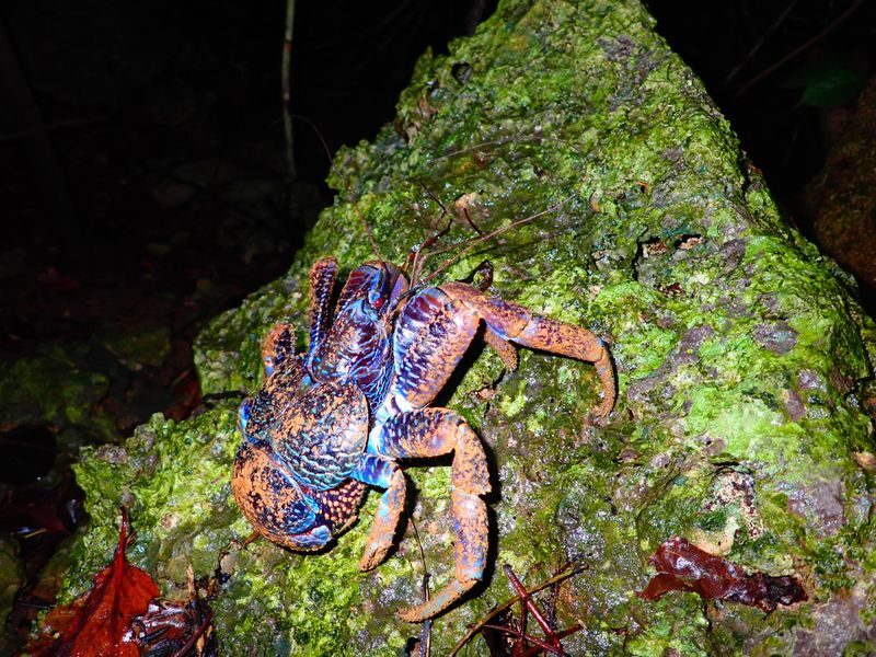 Miyakojima: Stargazing Experience & Jungle Night Tour - Pickup, meeting point, and what to bring