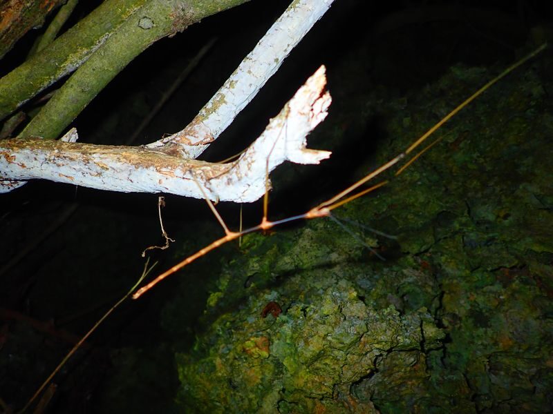 Miyakojima: Stargazing Experience & Jungle Night Tour - Who will enjoy this Miyakojima night tour?